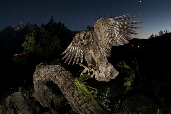 Assiolo - Scops owl (Otus scops)