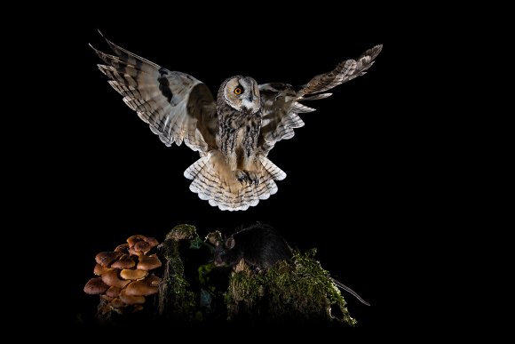 Gufo comune - Long eared Owl (Asio otus)