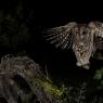 Assiolo - Scops owl (Otus scops)