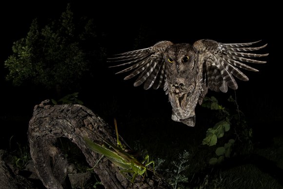 Assiolo - Scops owl (Otus scops)