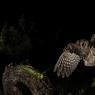 Assiolo - Scops owl (Otus scops)