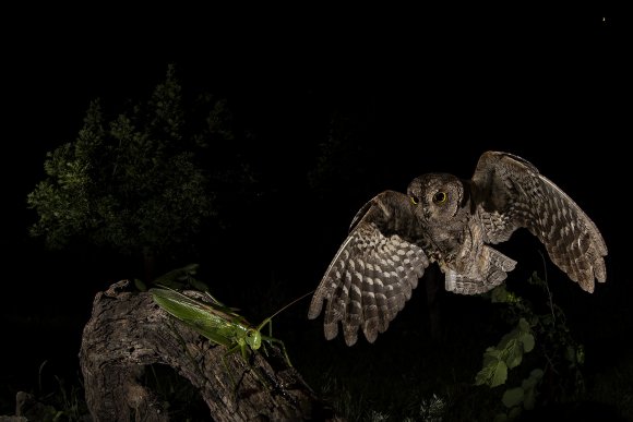 Assiolo - Scops owl (Otus scops)