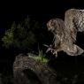 Assiolo - Scops owl (Otus scops)