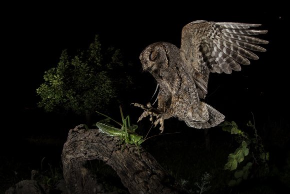 Assiolo - Scops owl (Otus scops)