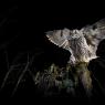 Gufo comune - Long eared Owl (Asio otus)