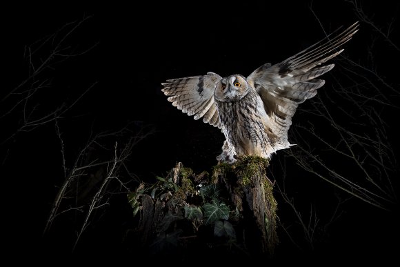 Gufo comune - Long eared Owl (Asio otus)