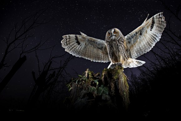 Gufo comune - Long eared Owl (Asio otus)