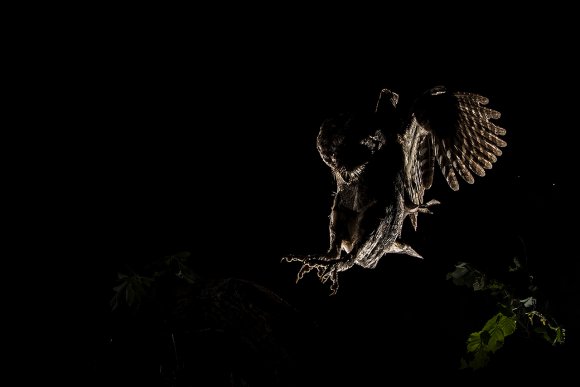 Assiolo - Scops owl (Otus scops)