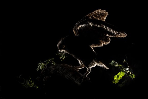 Assiolo - Scops owl (Otus scops)