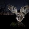 Gufo comune - Long eared Owl (Asio otus)