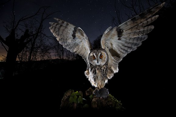 Gufo comune - Long eared Owl (Asio otus)