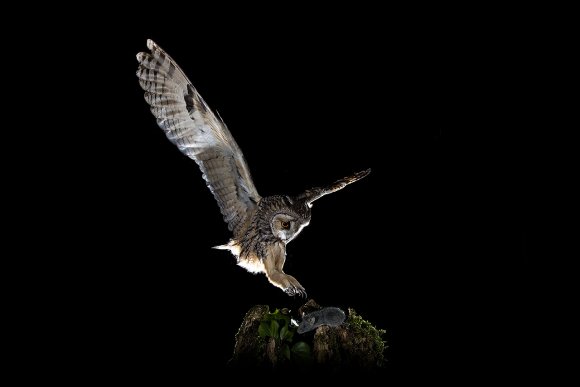 Gufo comune - Long eared Owl (Asio otus)