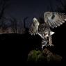 Gufo comune - Long eared Owl (Asio otus)