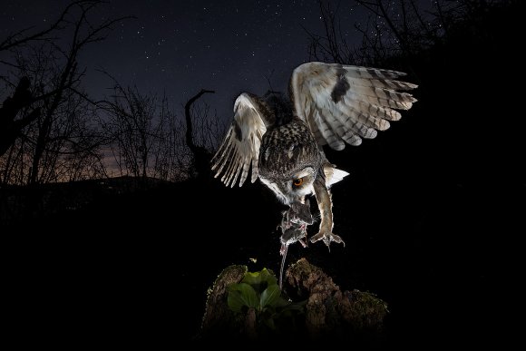 Gufo comune - Long eared Owl (Asio otus)