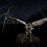 Gufo comune - Long eared Owl (Asio otus)