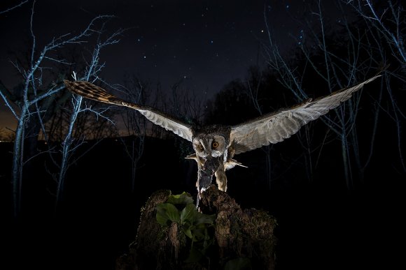 Gufo comune - Long eared Owl (Asio otus)