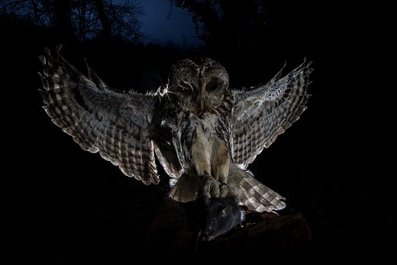 Allocco - Tawny owl