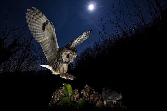 Gufo comune - Long eared owl (Asio otus)