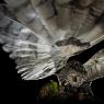 Gufo comune - Long eared owl (Asio otus)