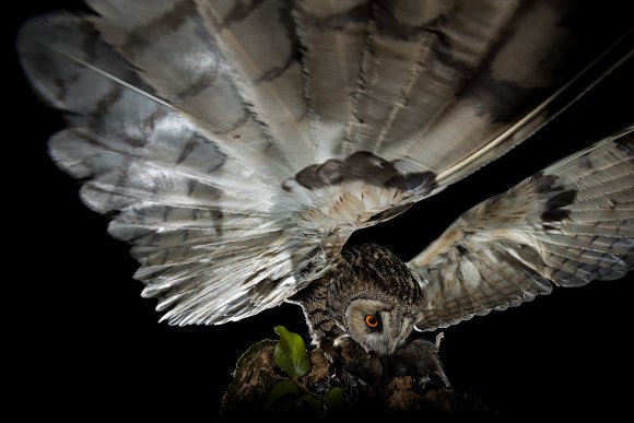 Gufo comune - Long eared owl (Asio otus)