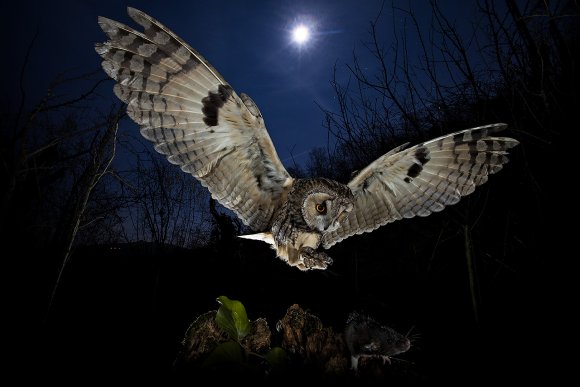 Gufo comune - Long eared owl (Asio otus)