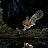 Allocco - Tawny owl