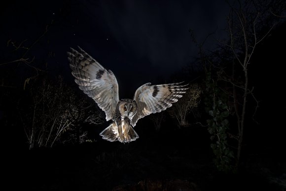 Gufo comune - Long eared owl