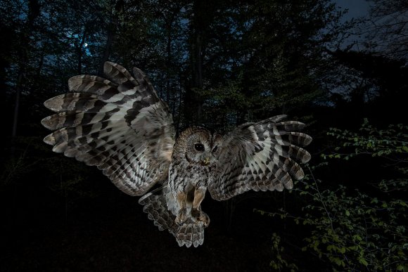 Allocco - Tawny owl