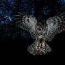 Allocco - Tawny owl