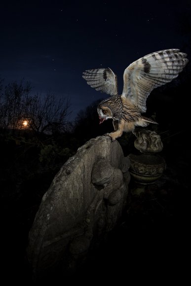 Gufo comune - Long eared owl