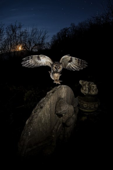 Gufo comune - Long eared owl