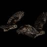Assiolo - Scops Owl (Otus scops)