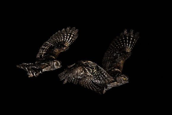 Assiolo - Scops Owl (Otus scops)