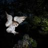 Barbagianni - Barn owl