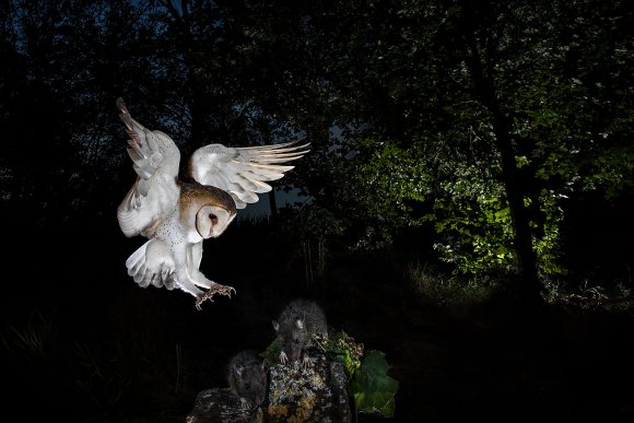 Barbagianni - Barn owl