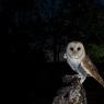 Barbagianni - Barn owl