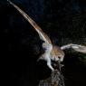 Barbagianni - Barn owl