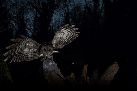 Allocco - Tawny owl (Strix aluco)