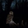 Allocco - Tawny owl (Strix aluco)