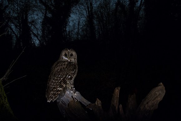 Allocco - Tawny owl (Strix aluco)