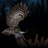 Allocco - Tawny owl (Strix aluco)