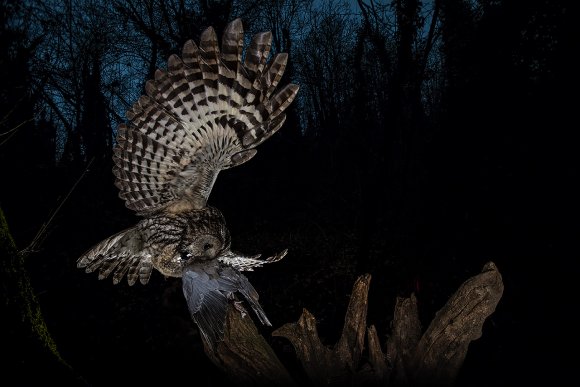 Allocco - Tawny owl (Strix aluco)