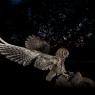 Assiolo - Scops owl