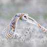 Barbagianni - Barn owl