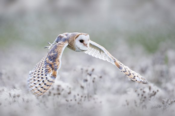 Barbagianni - Barn owl