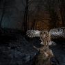 Allocco - Tawny owl (Strix aluco)