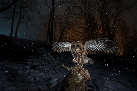 Allocco - Tawny owl (Strix aluco)