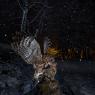 Allocco - Tawny owl (Strix aluco)