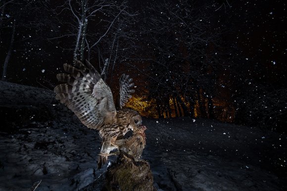 Allocco - Tawny owl (Strix aluco)