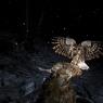 Allocco - Tawny owl (Strix aluco)